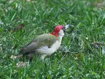 Ein Gr�nspecht pickt auf der Wiese nach etwas Essbaren, so gesehen im M�rz 2024 in Hattingen.