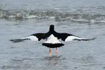 Ein Austernfischer ist hier beim Abflug zu sehen. (Priwall, April 2024)