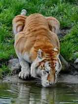 Ein Golden Tabby oder Golden Bengal Tiger beim Trinken, so abgelichtet im April 2024 im Tigerpark Dassow.
