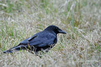 Diese Krhe war Anfang April 2024 im Priwaller Dnengras zu sehen.