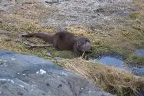 Eine Seeotter im Atlantic Sea Park von �lesund (Norwegen) am 19. Februar 2024.