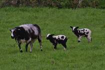 Geflecktes Mutterschaf mit 2 Lmmern, Rasse Unbekannt. 04.2024