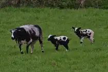 Geflecktes Mutterschaf mit 2 L�mmern, Rasse Unbekannt. 04.2024