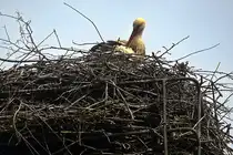 Saalow am 01. April 2024, einer der erste St�rche machte es sich  in Brandenburg heimisch.