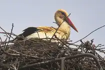 Saalow am 01. April 2024, einer der erste St�rche bei der Erhohlung  in Brandenburg heimisch.