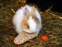 Zwergkaninchen (Hase) in Zeulenrda (Tiergehege). Foto 3.3.24