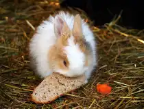 Zwergkaninchen (Hase) in Zeulenrda (Tiergehege). Foto 3.3.24