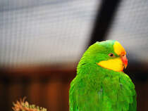 Sittich in Zeulenroda. Foto 3.3.24