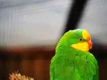 Sittich in Zeulenroda. Foto 3.3.24