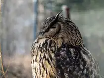 UHU im Tiergehege Zeulenroda. Foto 3.3.24