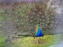 Der Pfau in seiner ganzen Pracht (Tiergehege Zeulenroda). 7.4.24