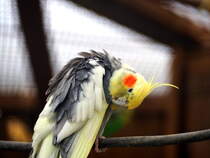 Nymphensittich im Tiergehege. Foto 7.4.24

