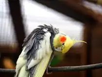 Nymphensittich im Tiergehege. Foto 7.4.24

