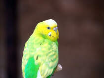 Sittich in Zeulenroda. Foto 7.4.24