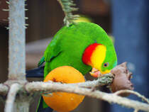 Prachtsittich in Zeulenroda. Foto 7.4.24