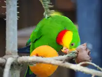 Prachtsittich in Zeulenroda. Foto 7.4.24