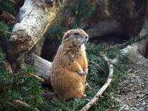 Prriehund im Tiergehege Zeulenroda. Foto 7.4.24