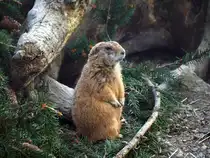 Pr�riehund im Tiergehege Zeulenroda. Foto 7.4.24