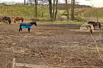 Neben dem Bahnhof Thyrow befindet sich unmittelbar ein Reiterhof, hier eine der Weiden gesehen am 29. M�rz 2024.
