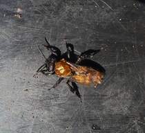 Rotpelzige Sandbiene am Abend aus der Vogeltrnke gerettet, am folgenden Morgen Fotografiert und wieder freigelassen. 26.04.2024