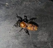 Rotpelzige Sandbiene am Abend aus der Vogeltr�nke gerettet, am folgenden Morgen Fotografiert und wieder freigelassen. 26.04.2024