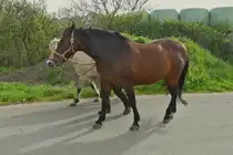 Der Besitzer dieser Pferde ist mit diesen auf dem Weg zu einer neuen Weide. 04.2024


