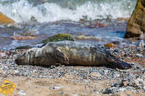 Entspannte Kegelrobbe im abgesperrten Bereich am Strand von Sassnitz. - 19.05.2024 - Warnhinweis wurde ins Bild eingefgt.

