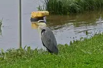   Graureiher sitzt selenruhig am Ufer der leicht �ber die Ufergetretene Mosel in Remich. 20.05.2024
