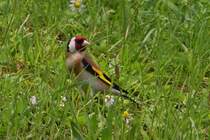 Stieglitz, (Distelfink) hat mich, etwas abseits vom Wanderweg in Echternach, gut im Blick. 31.05.2024 