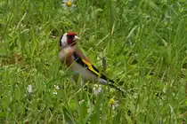 Stieglitz, (Distelfink) hat mich, etwas abseits vom Wanderweg in Echternach, gut im Blick. 31.05.2024 