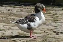Eine Gans am Ufer der Sauer in Echternach. 05.2024