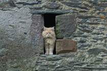 Hier kommt keiner herein, scheint die Katze im Maurer Spalt mir sagen zu wollen. 05.2024