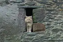 Hier kommt keiner herein, scheint die Katze im Maurer Spalt mir sagen zu wollen. 05.2024