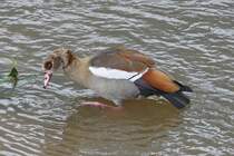 Nilgans nimmt ein Bad in der Sauer in Echternach. 05.2024