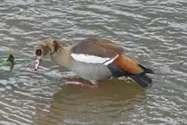 Nilgans nimmt ein Bad in der Sauer in Echternach. 05.2024