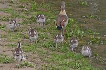 Als diese Gans mich mit dem Fotoapparat erblickt, nimmt sie mit ihren jungen Reiaus. 05.2025