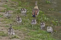 Als diese Gans mich mit dem Fotoapparat erblickt, nimmt sie mit ihren jungen Rei�aus. 05.2025