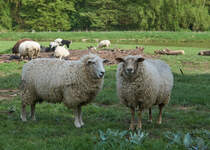 Schafe (vermutlich Merino) auf einer Weide bei Baunatal-Guntershausen (06.05.2023).