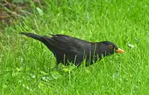 Amsel im Garten - 04.06.2024