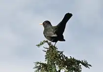 Amsel auf Beobachtungsposten auf Baumspitze - 08.10.2023