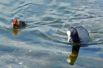 Blsshuhn und ein Kken im Zlpicher See - 04.06.2024