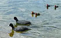 Bl�sshuhnfamilie im Z�lpicher See - 04.06.2024