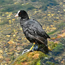 Blsshuhn mit seinen erkennbaren Riesenfen am Zlpicher See - 04.06.2024