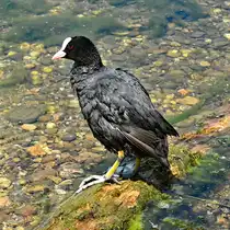 Bl�sshuhn mit seinen erkennbaren Riesenf��en am Z�lpicher See - 04.06.2024