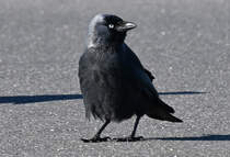 Dohle auf Futtersuche auf einem Parkplatz - 28.01.2024