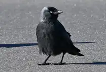 Dohle auf Futtersuche auf einem Parkplatz - 28.01.2024