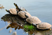 Eine Gruppe Schmuckschildkrten am Bleibach in Kommern - 06.04.2024