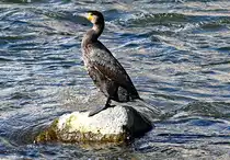 Kormoran auf einem Felsen in der Ahr bei Bad Neuenahr - 03.03.2024