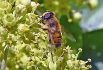 Schwebfliege beim Nektar sammeln im Garten - 01.10.2023