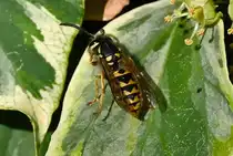 Wespe sammelt Nektar im Garten - 01.10.2023